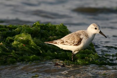 sanderling