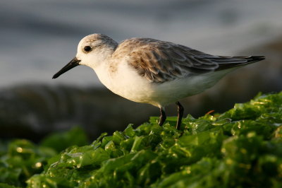 sanderling