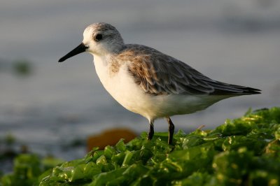 sanderling