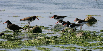 oystercatchers