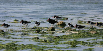 oystercatchers