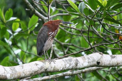 rufescent tiger-heron