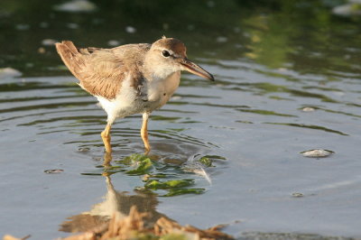 least sandpiper