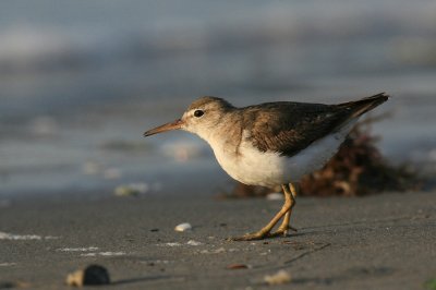 least sandpiper