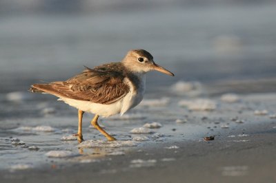 least sandpiper