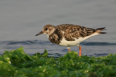 ruddy turnstone