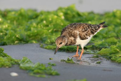 ruddy turnstone