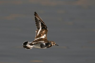 ruddy turnstone