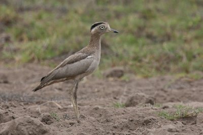 peruvian thick-knee