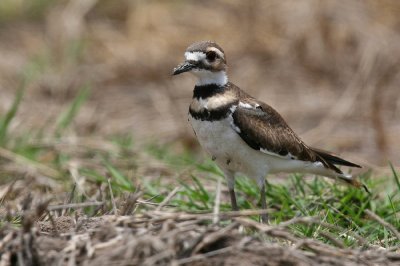 killdeer