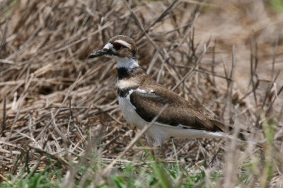 killdeer