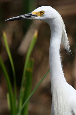 snowy egret