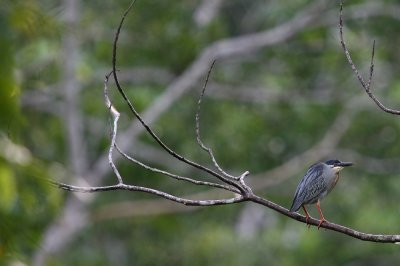 straited heron