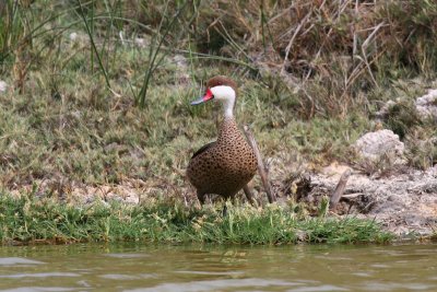 white-cheeked pintail