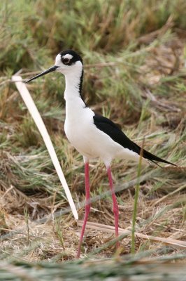 black-necked stilt