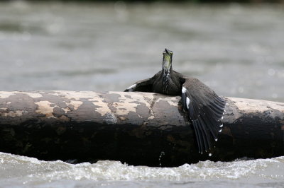 fasciated tiger-heron