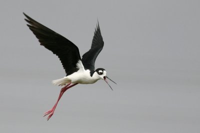 black-necked stilt