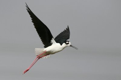 black-necked stilt