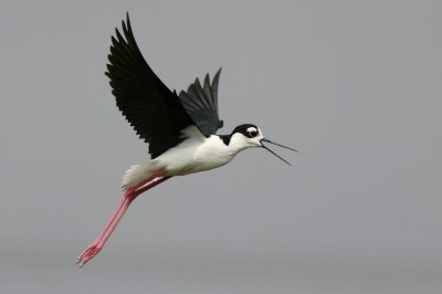 black-necked stilt