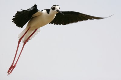 black-necked stilt