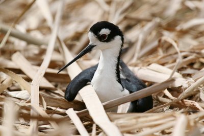 black-necked stilt