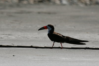 black skimmer