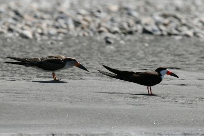 black skimmer