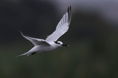 sandwich tern