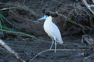 capped heron