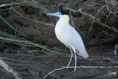 capped heron