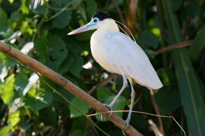 capped heron