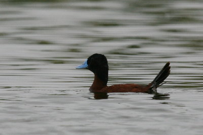 ruddy duck