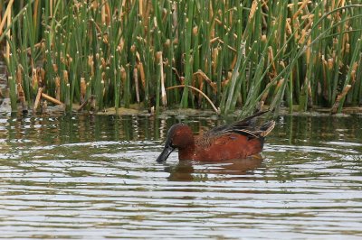 white-cheeked pintail