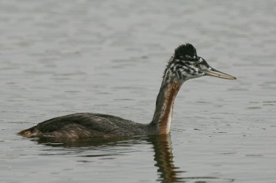 great grebe