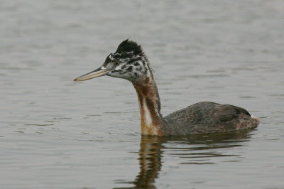 great grebe