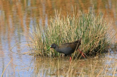 plumbeous rail