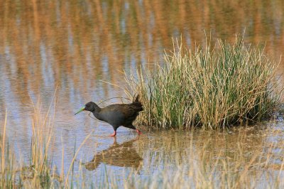 plumbeous rail