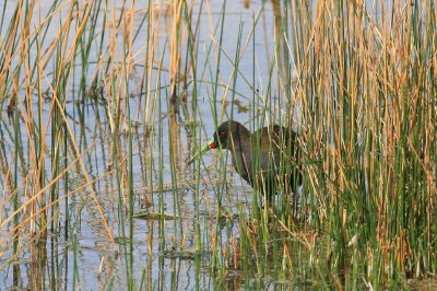 plumbeous rail