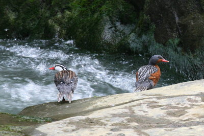 torrent duck