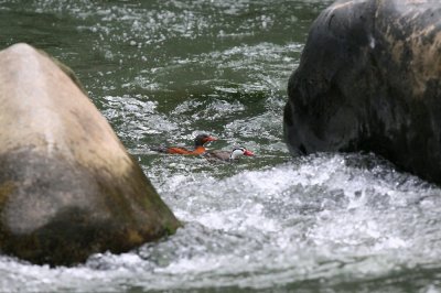 torrent duck