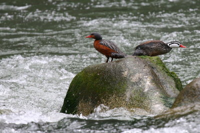 Waterfowl & Waders