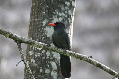 Black-fronted Nutbird