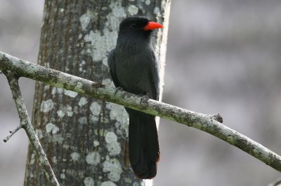 Black-fronted Nutbird