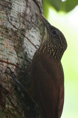 Buff-throated Woodpecker