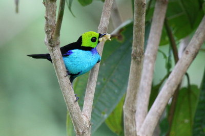 paradise tanager