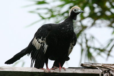 Blue-throated Piping-guan