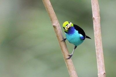paradise tanager