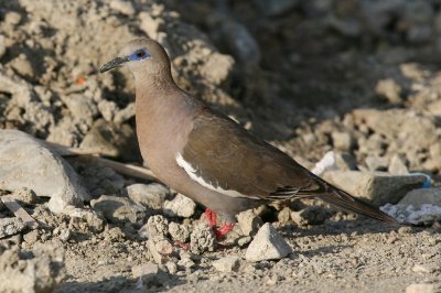 Pacific Dove (West Peruvian Dove)