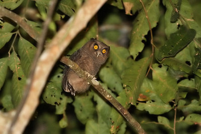 Tawny-bellied Screech-owl