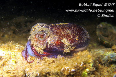 Bobtail_squid_sample 5.jpg